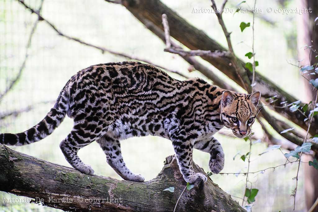 Ocelot