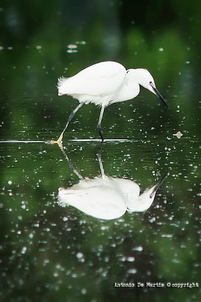 Egret