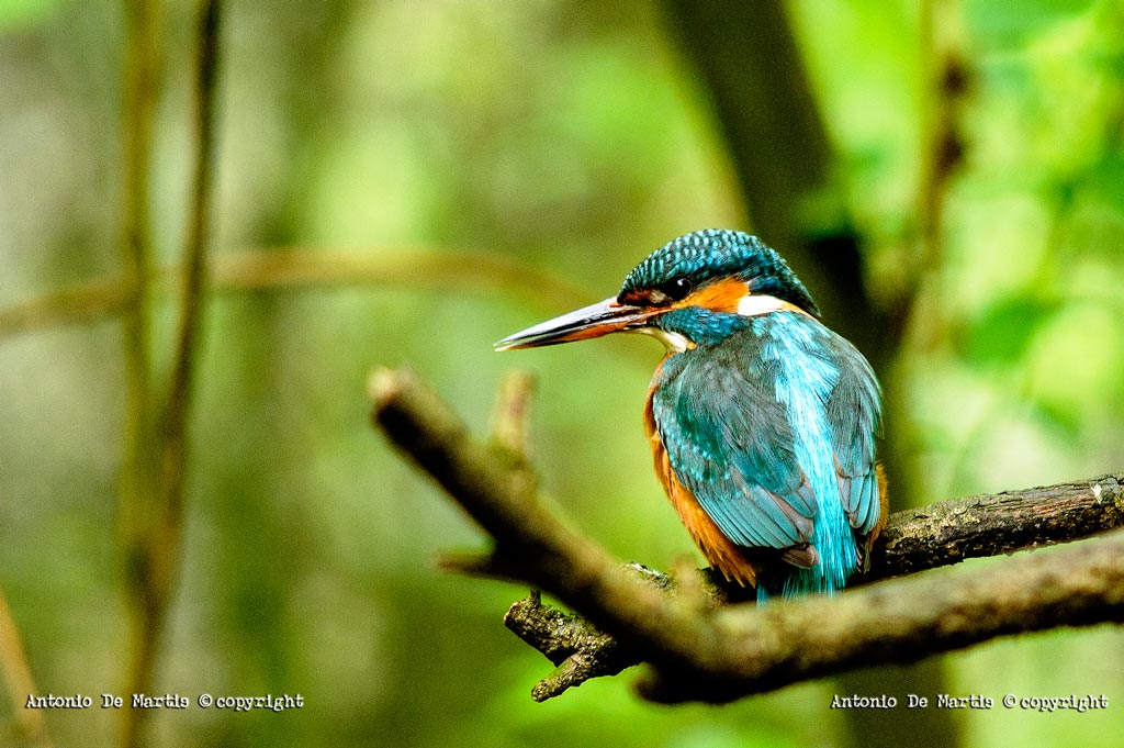 Kingfisher