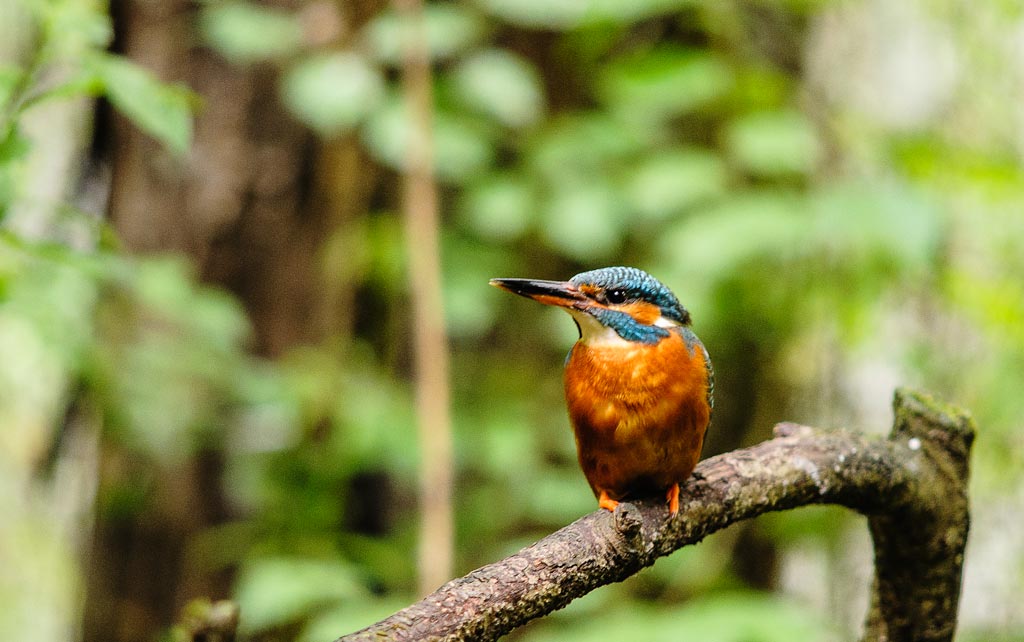Kingfisher