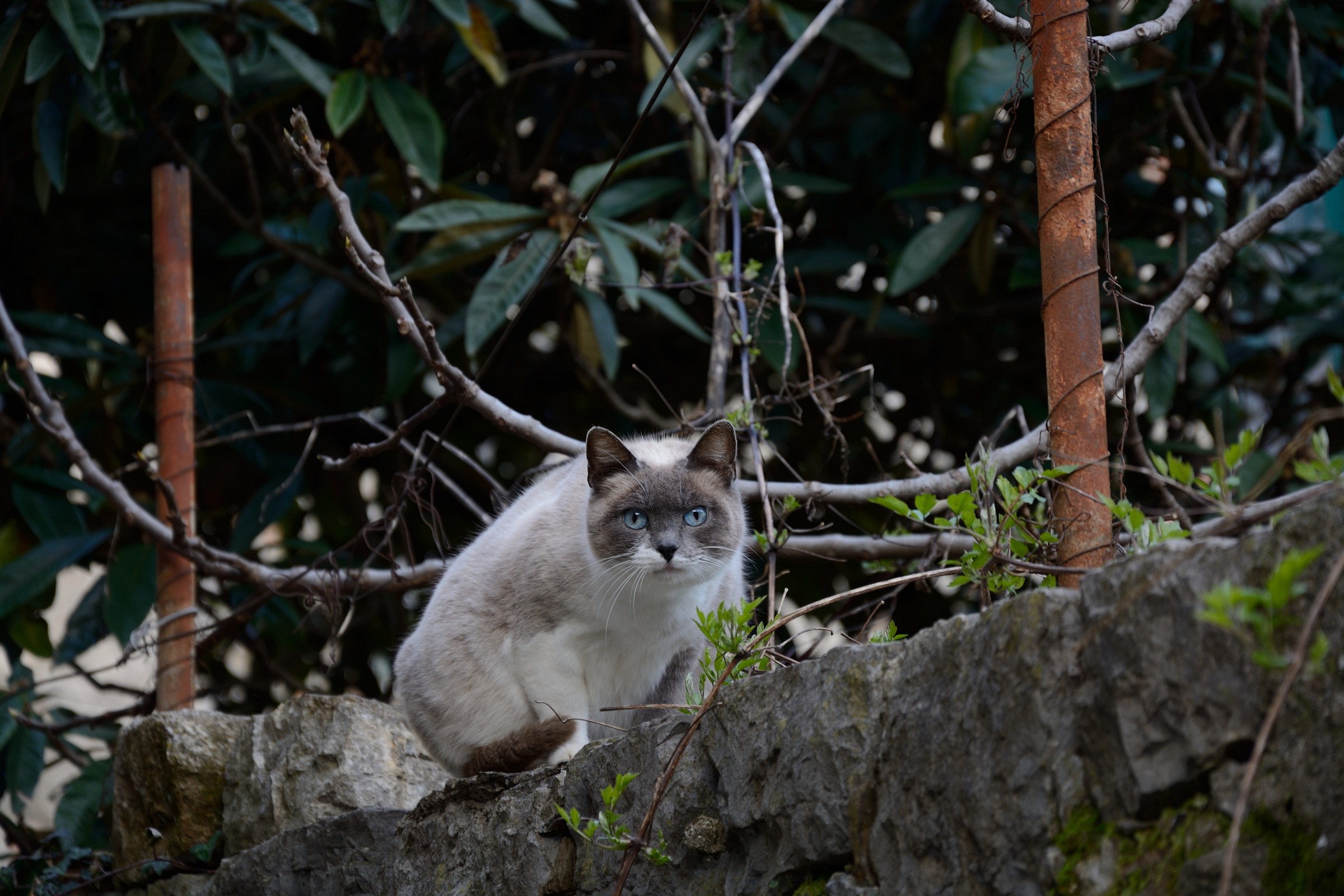 Gatto in Guardia
