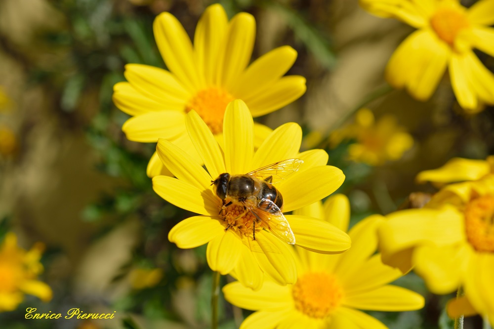 Ape su Margherite gialle