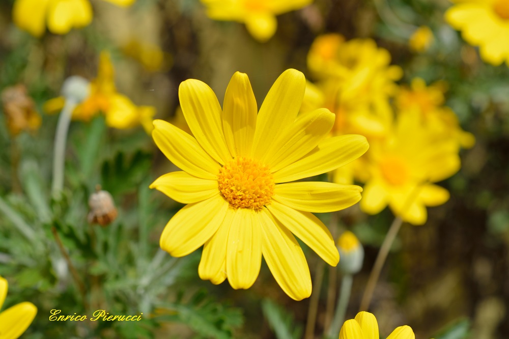 Margherite Gialle