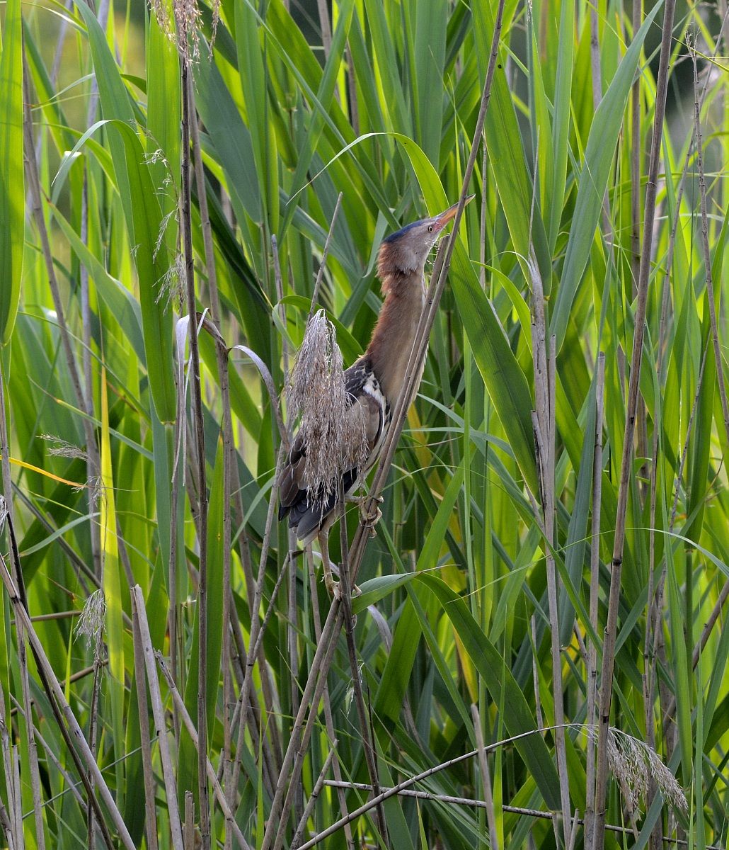 Bittern