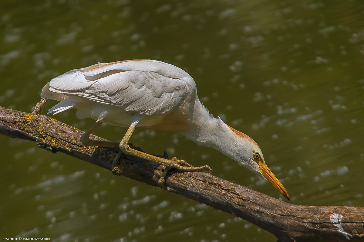 Egret hunting.