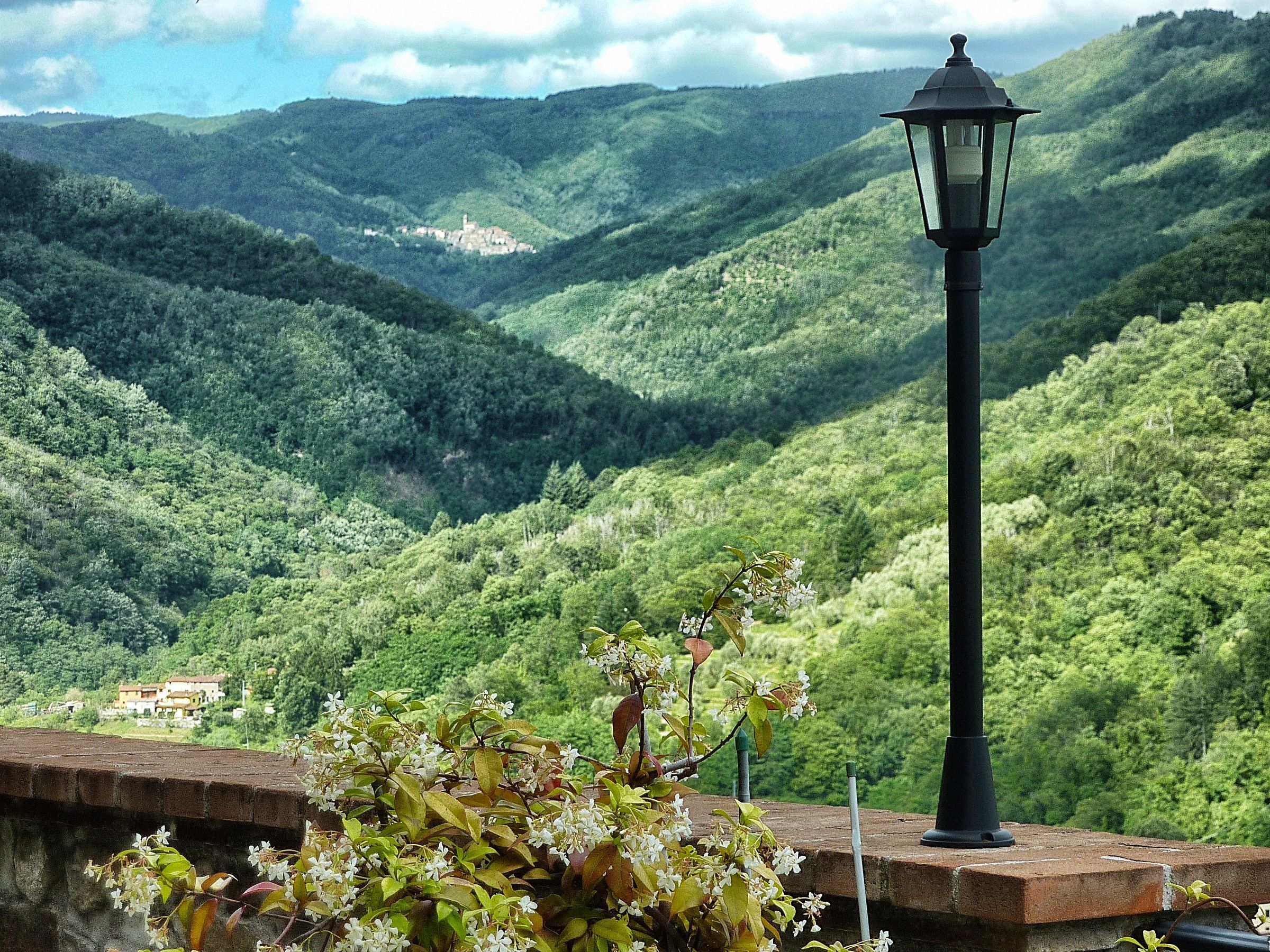 a sea of ??green ....