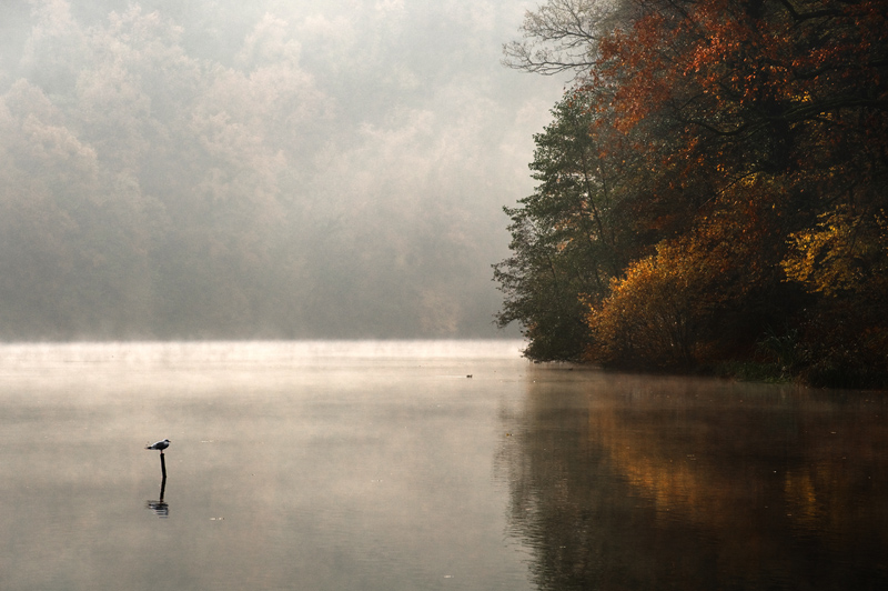 THE SEAGULL AND FALL