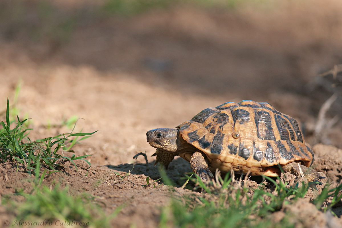 Testudo hermanni