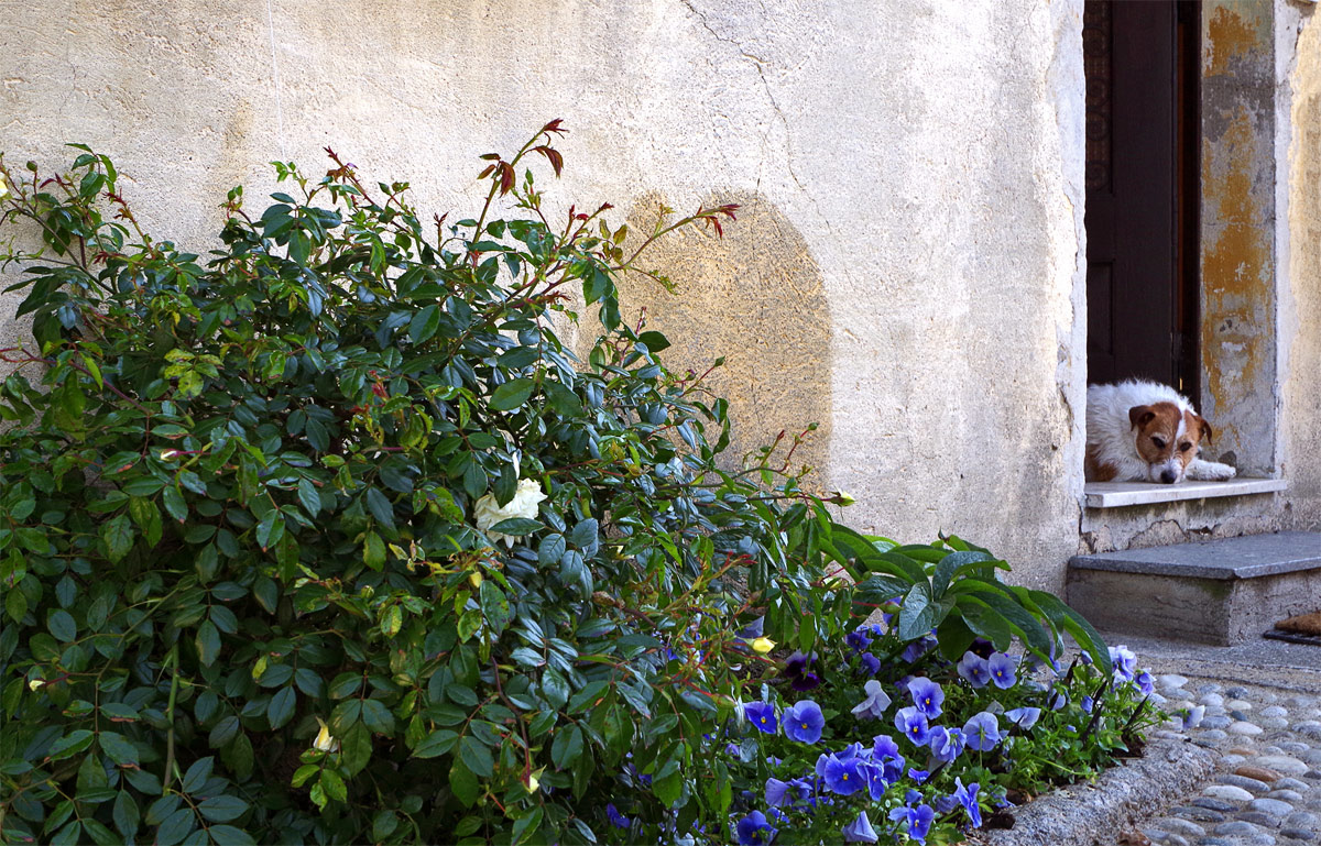 Guard the flowers :-)