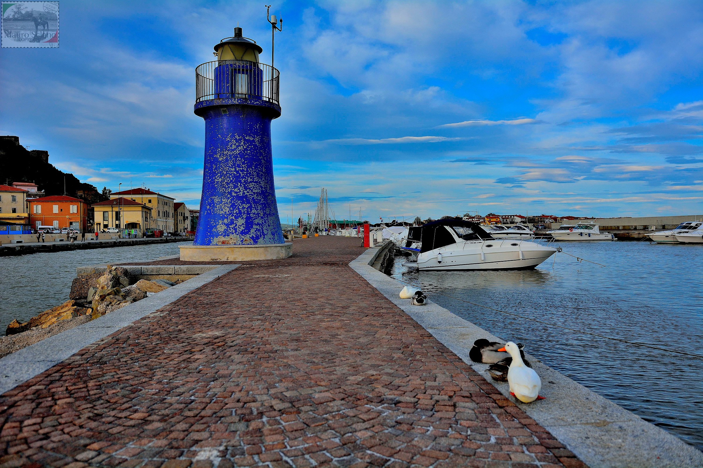 headlights and ducks