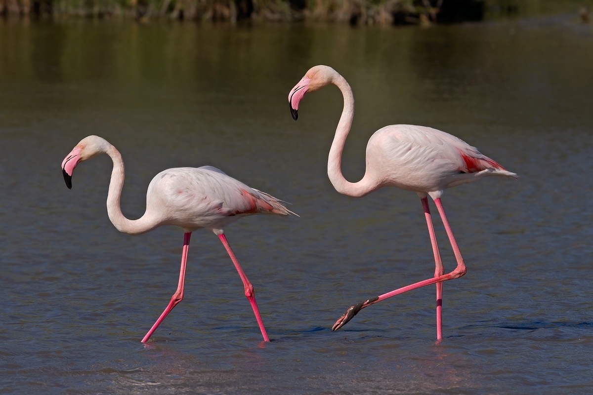 Flamingos