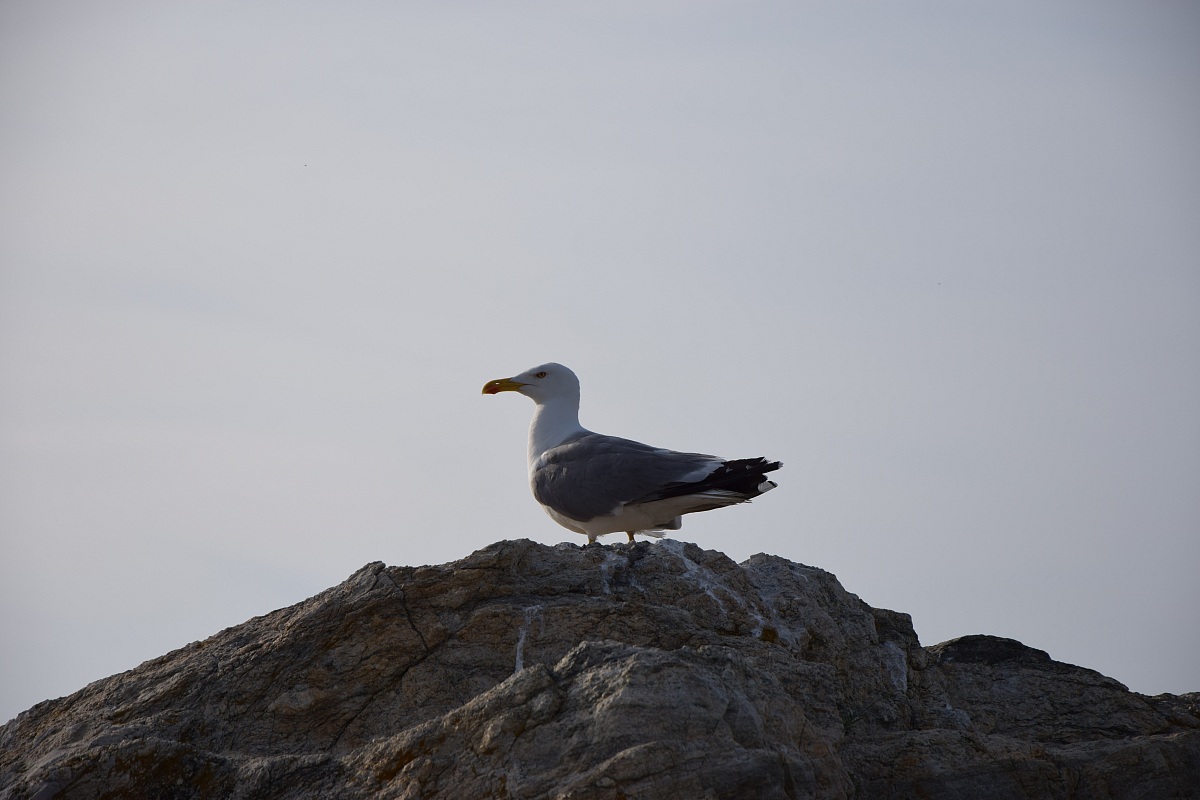 Seagull