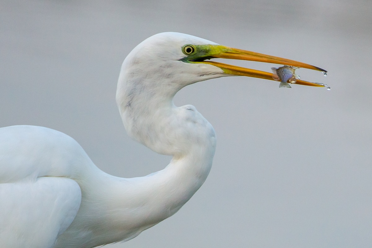 Great Egret