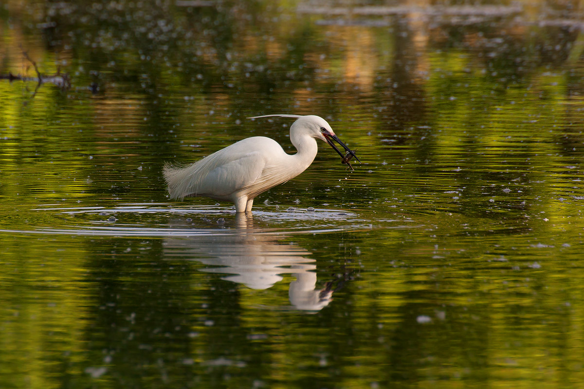 Breakfast with shellfish