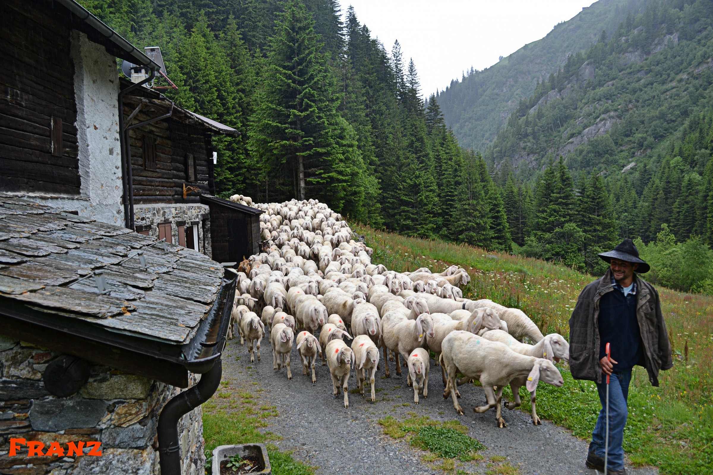 The shepherd and his flock