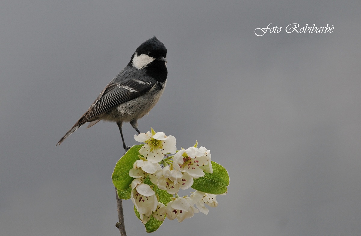 Una Mora sul pero....