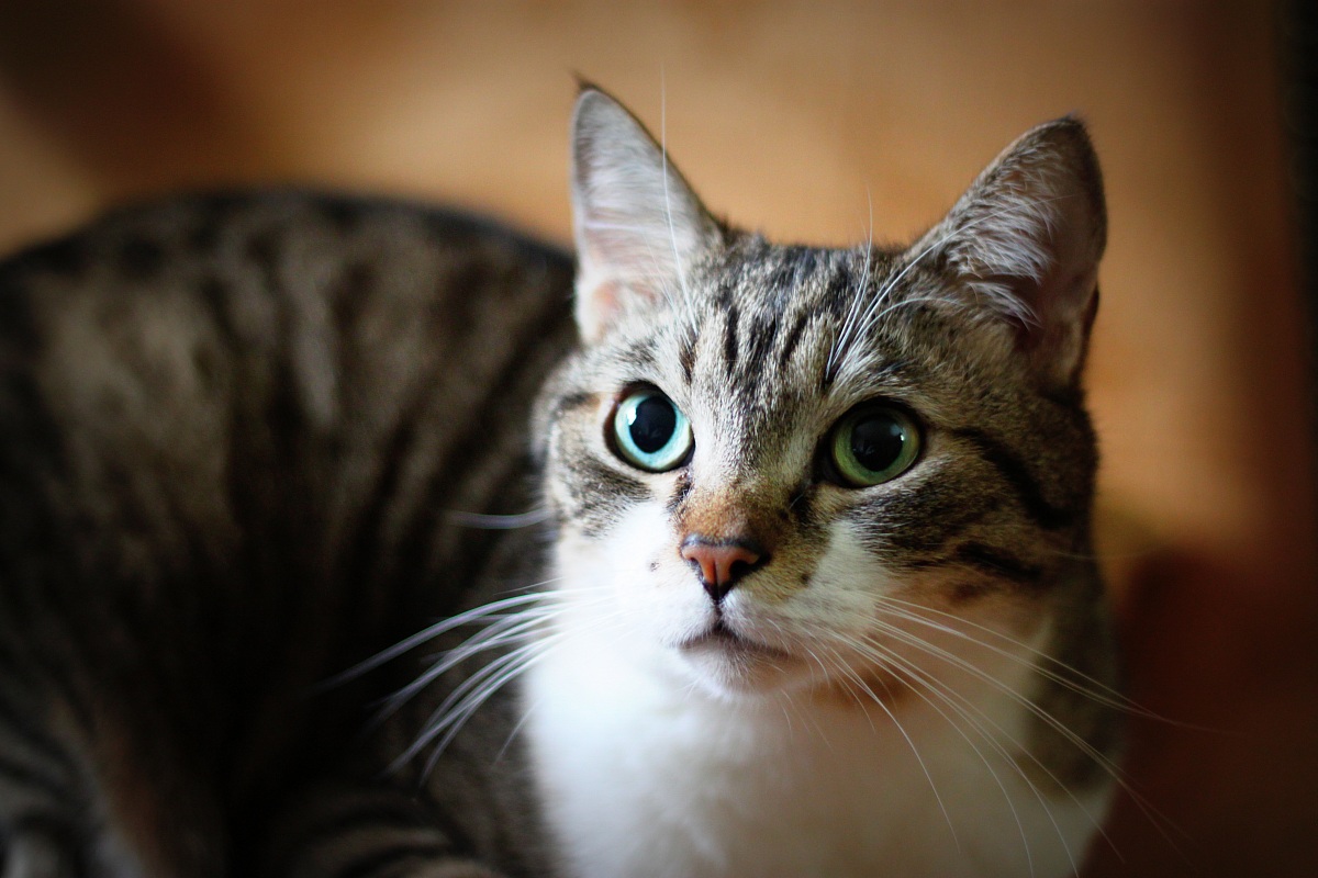 Rocky, my cat "warrior"