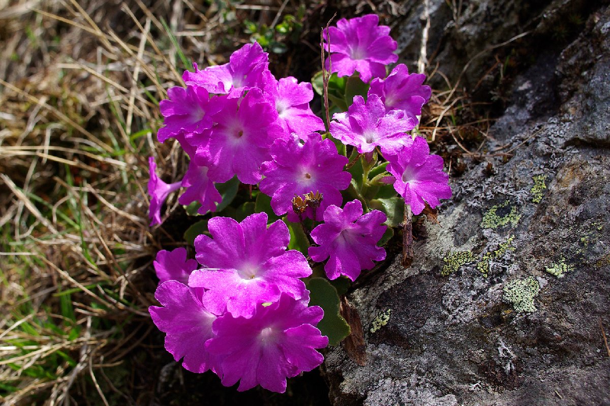 Primula hirsuta