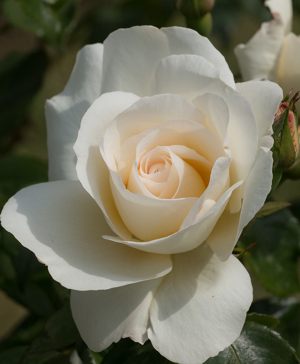 Il fascino delle rose