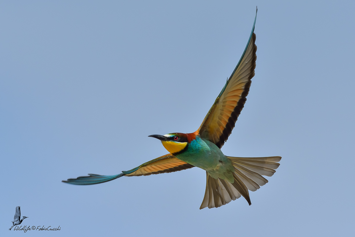 Colors in Flight