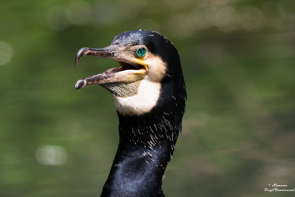 Cormorano