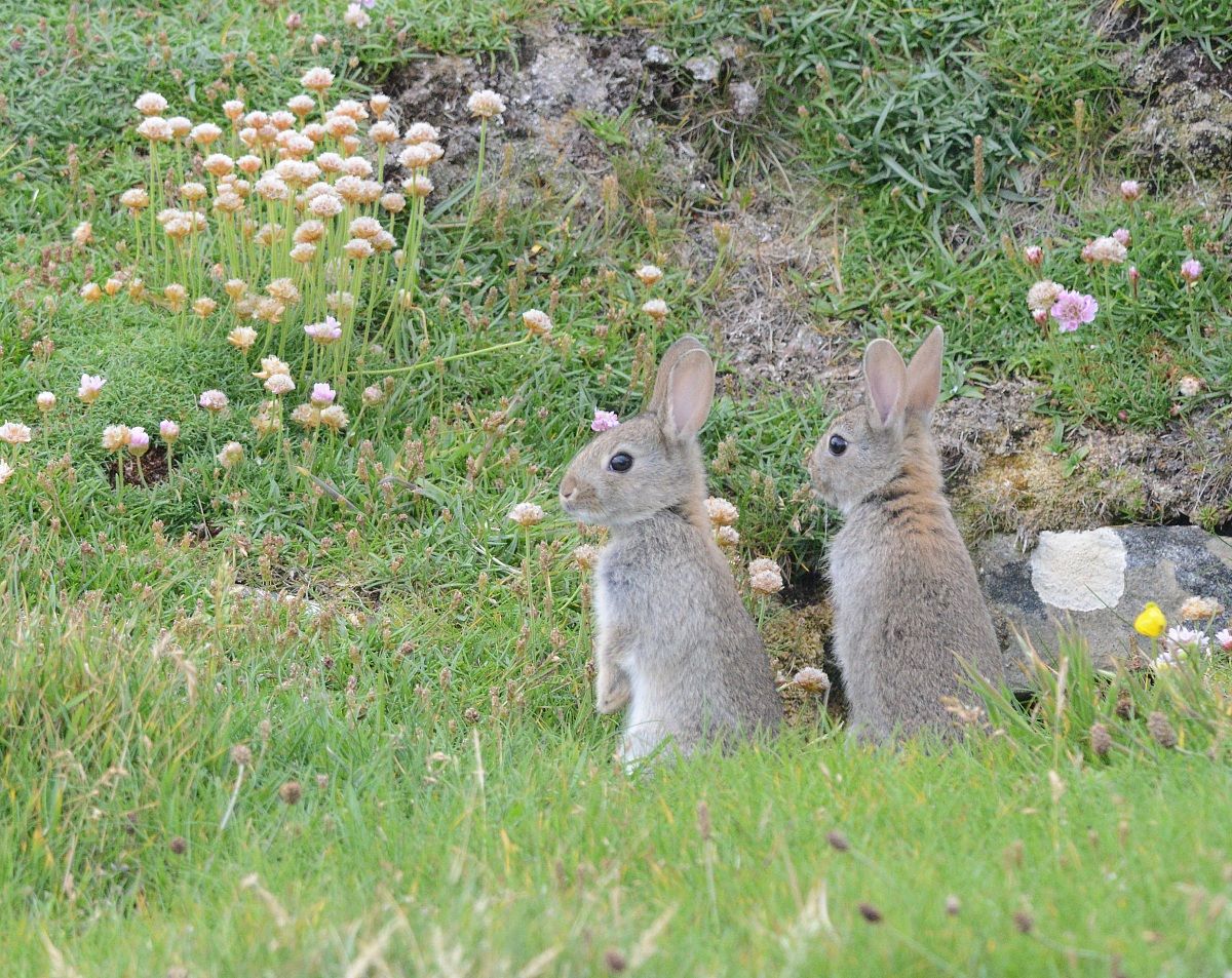 conigli selvatici