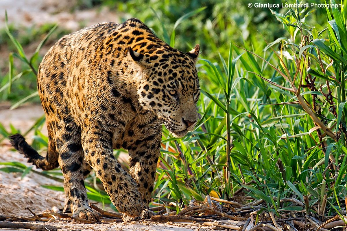 Onça-pintada (Panthera onca)