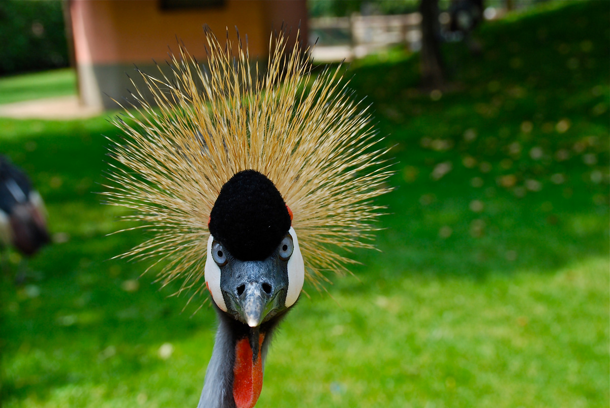 Crowned Crane