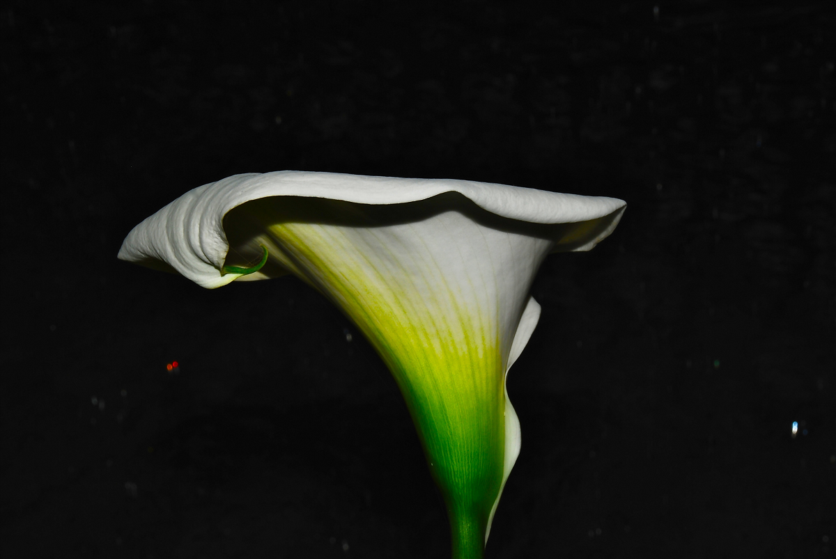 Calla Euroflora 2011