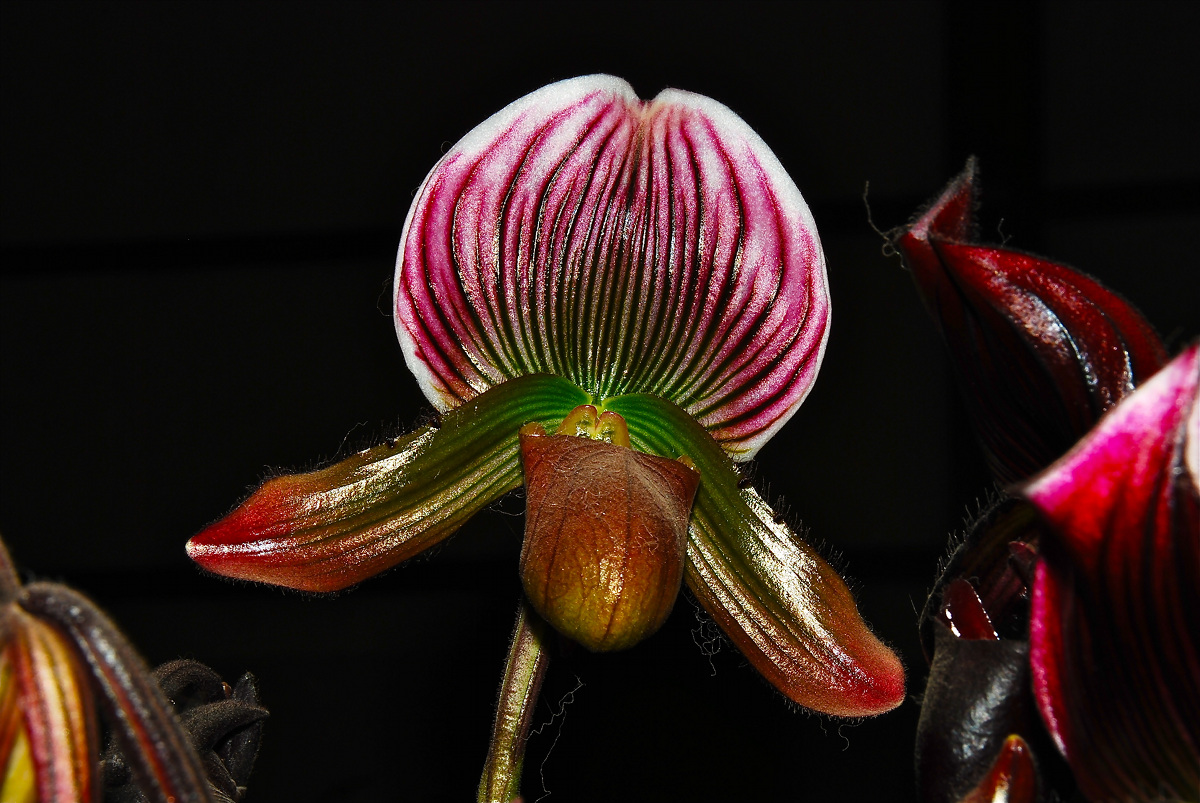 Orchid Euroflora 2011