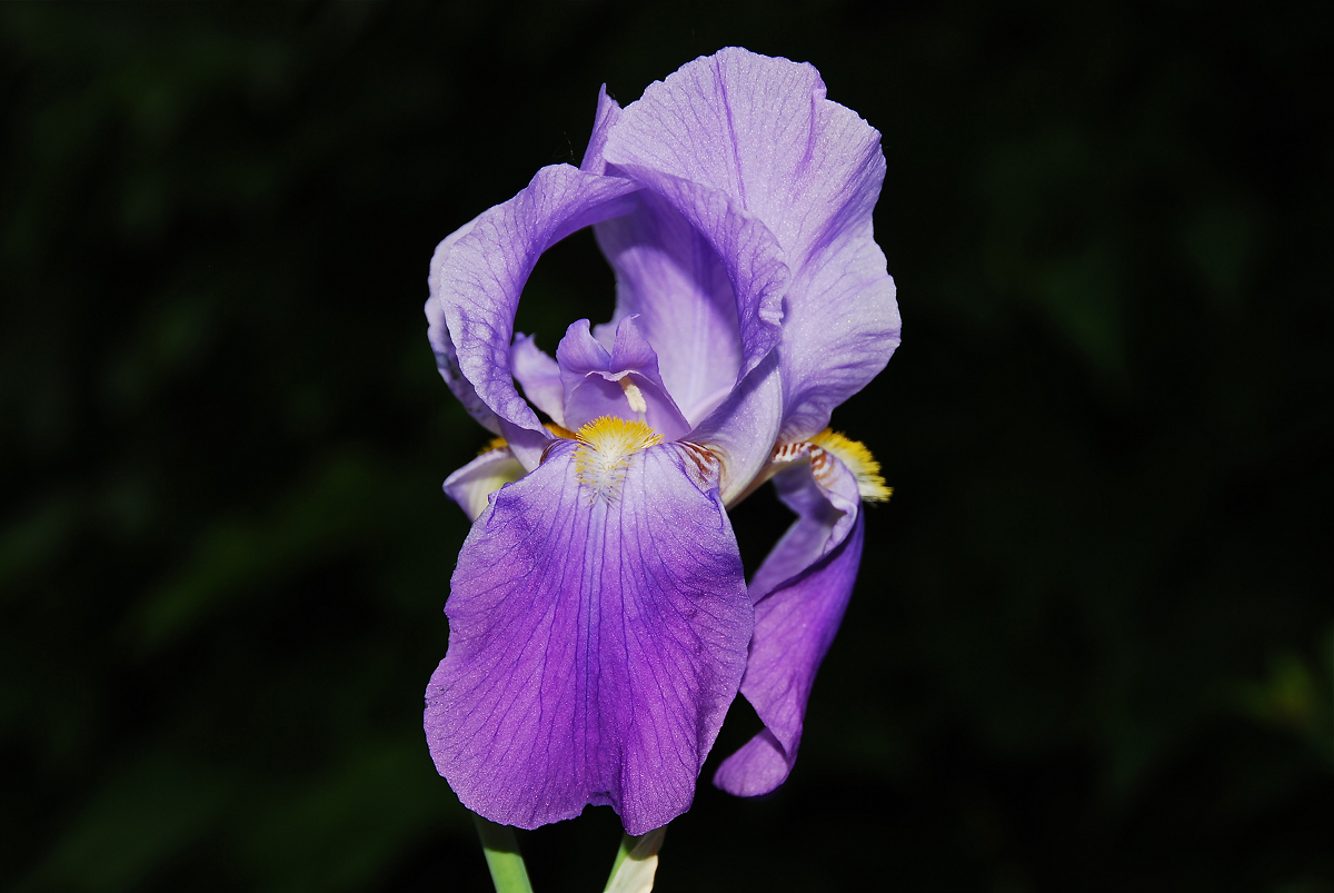 Orchidea parco Sigurtà