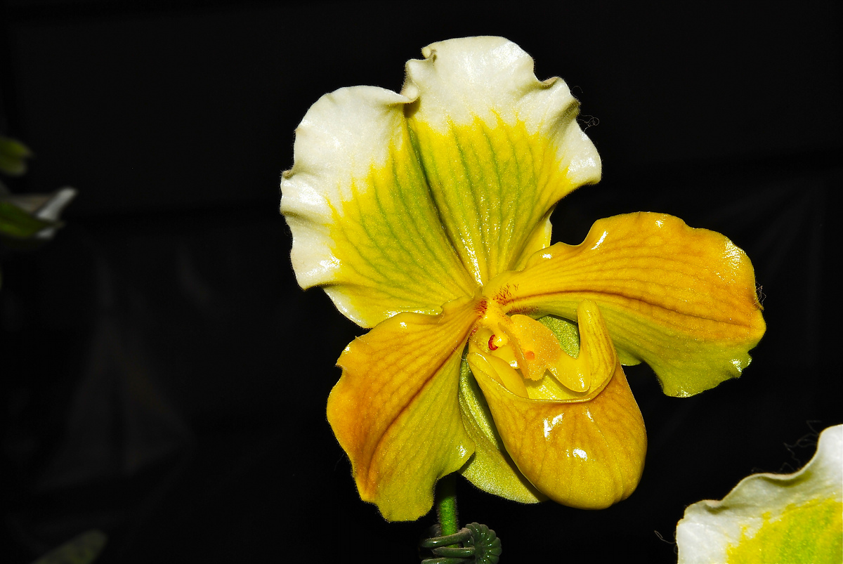 Orchid Euroflora 2011