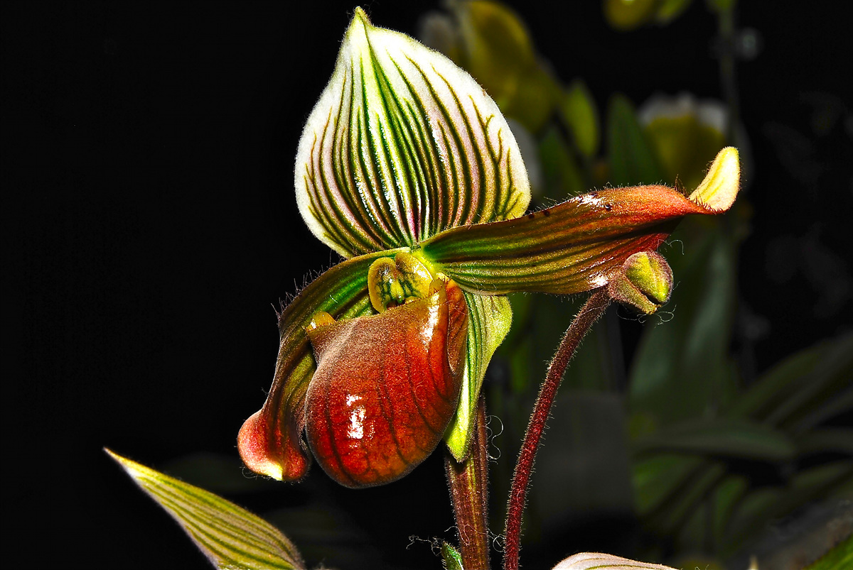 Orchidea Euroflora 2011