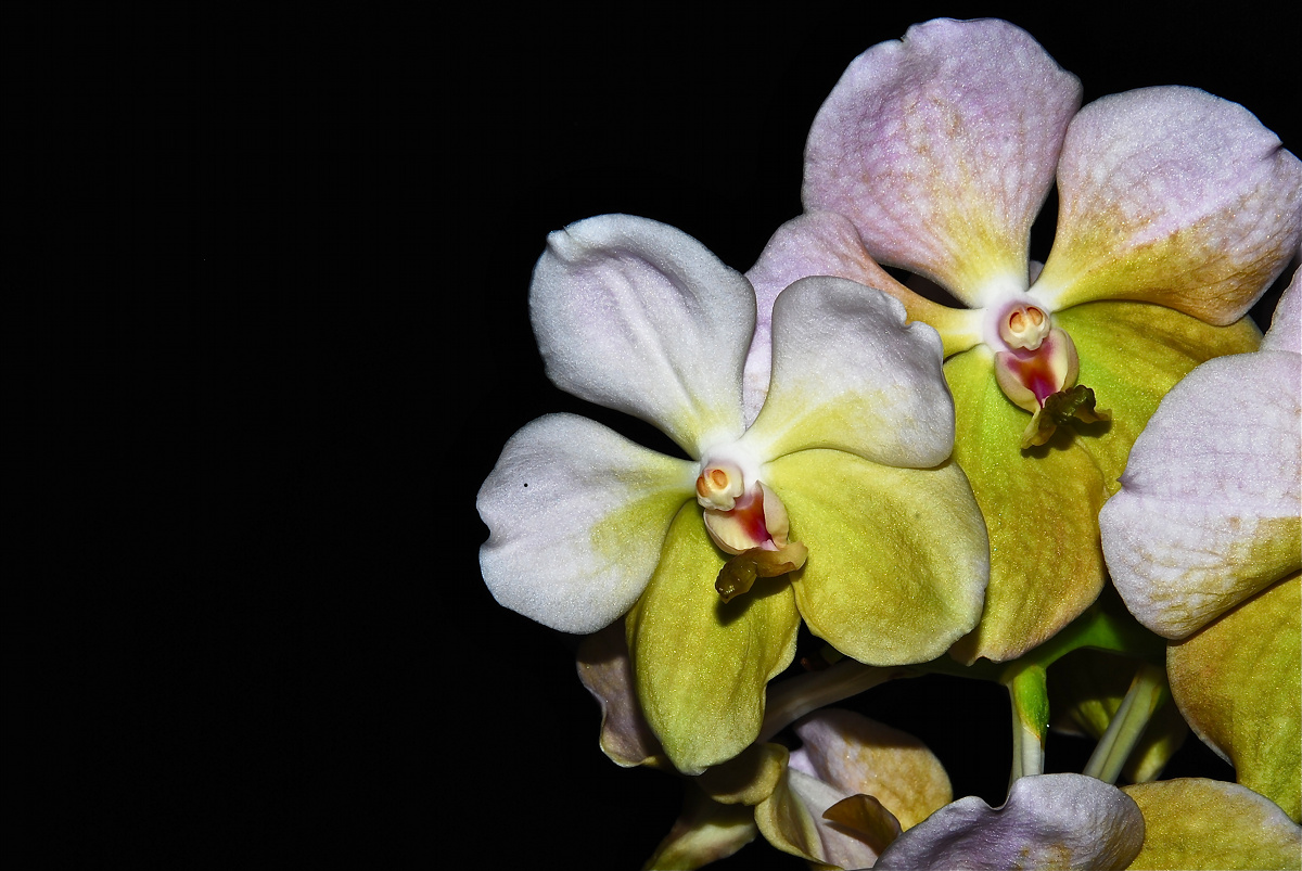 Orchidea Euroflora 2011
