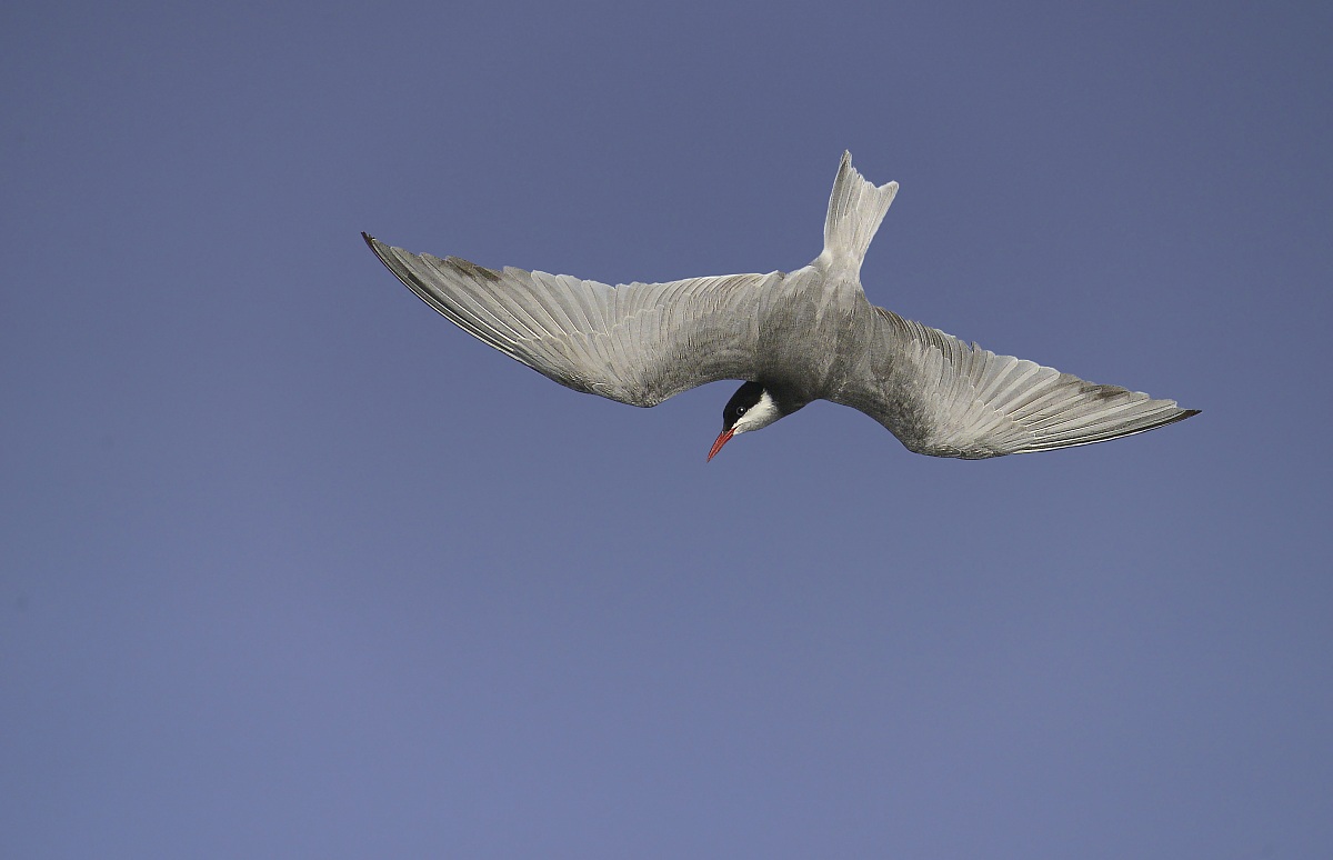 tern