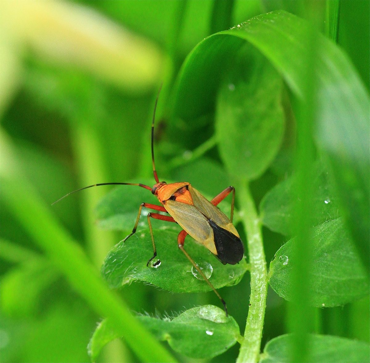 Cantharis rustica