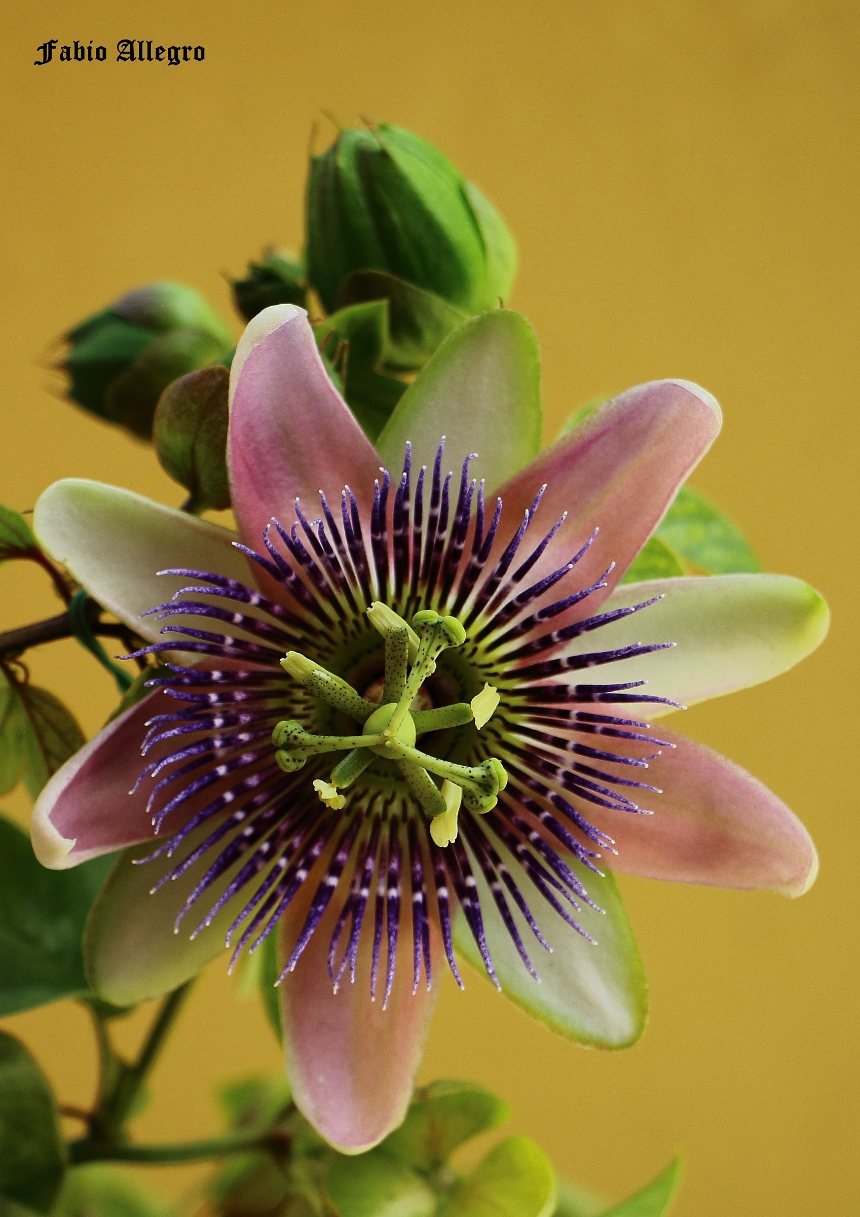 il fiore della passione la passiflora