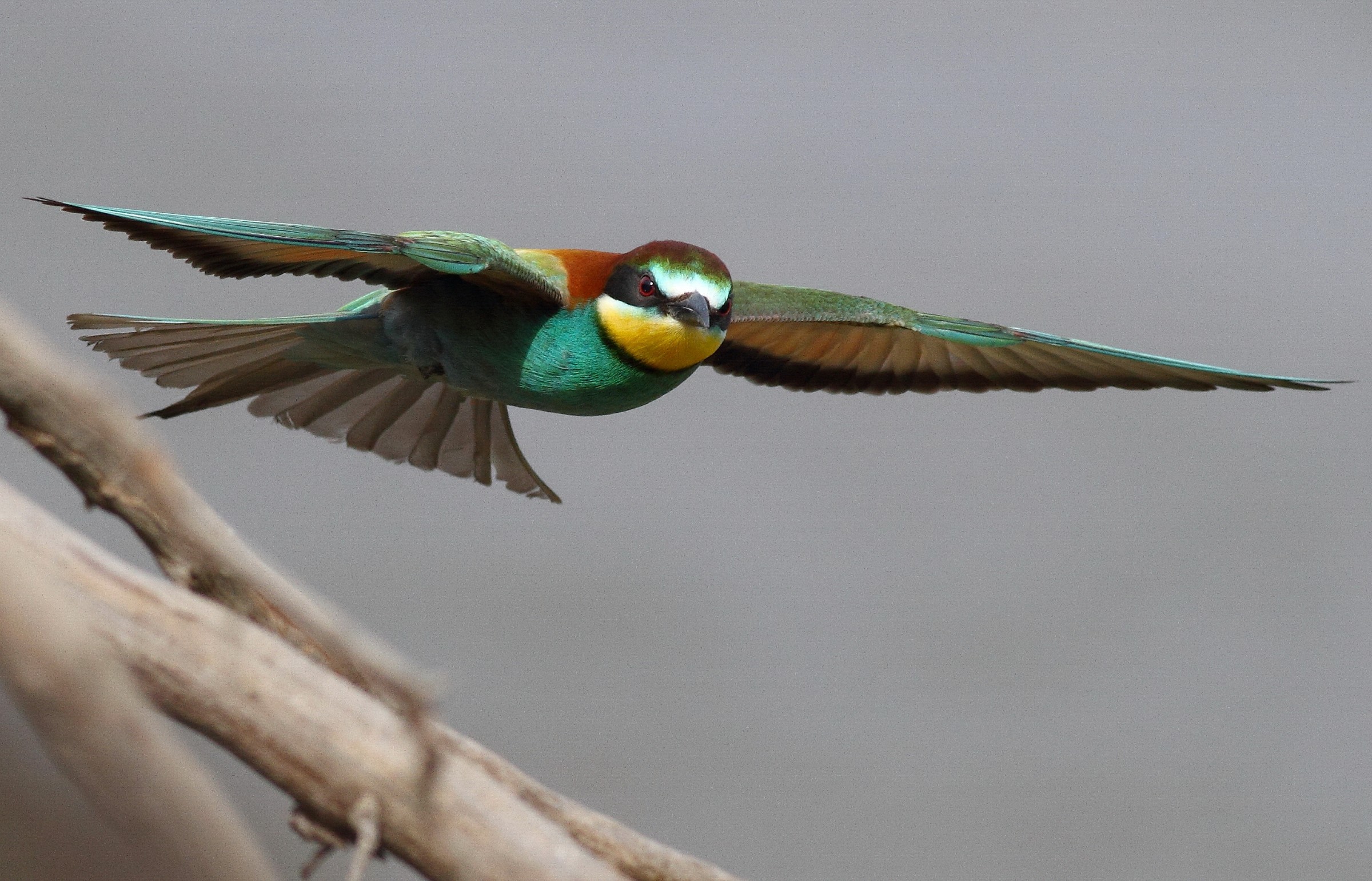 Bee-Eater (Merops apiaster)