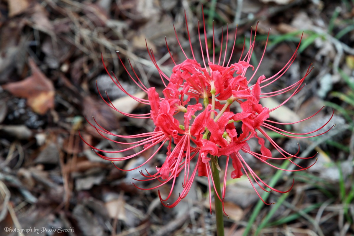 Giglio Ragno Rosso (Licoris Radiata)