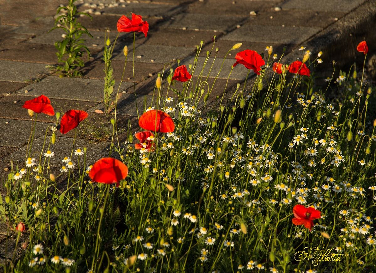 Camomilla e papaveri