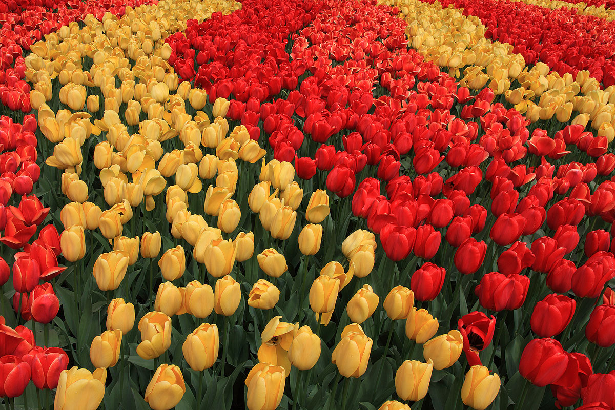 Composizione di tulipani