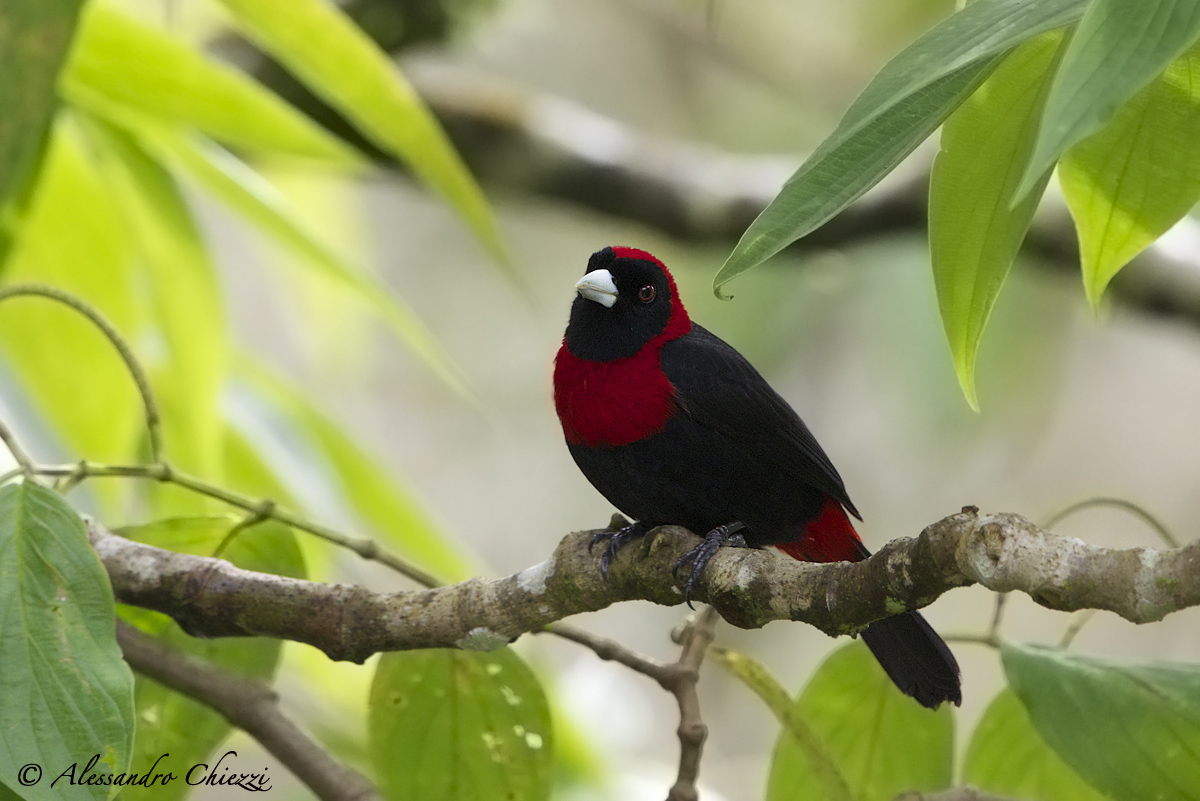 Crimson-collared tanager