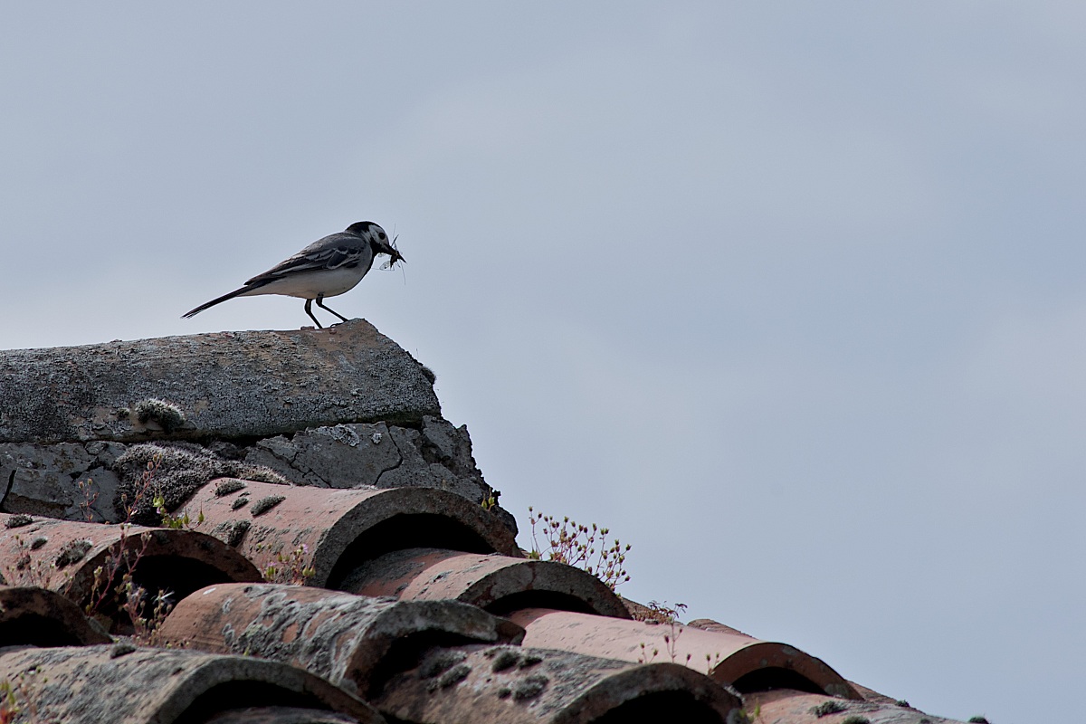 Hunting all'insetto2