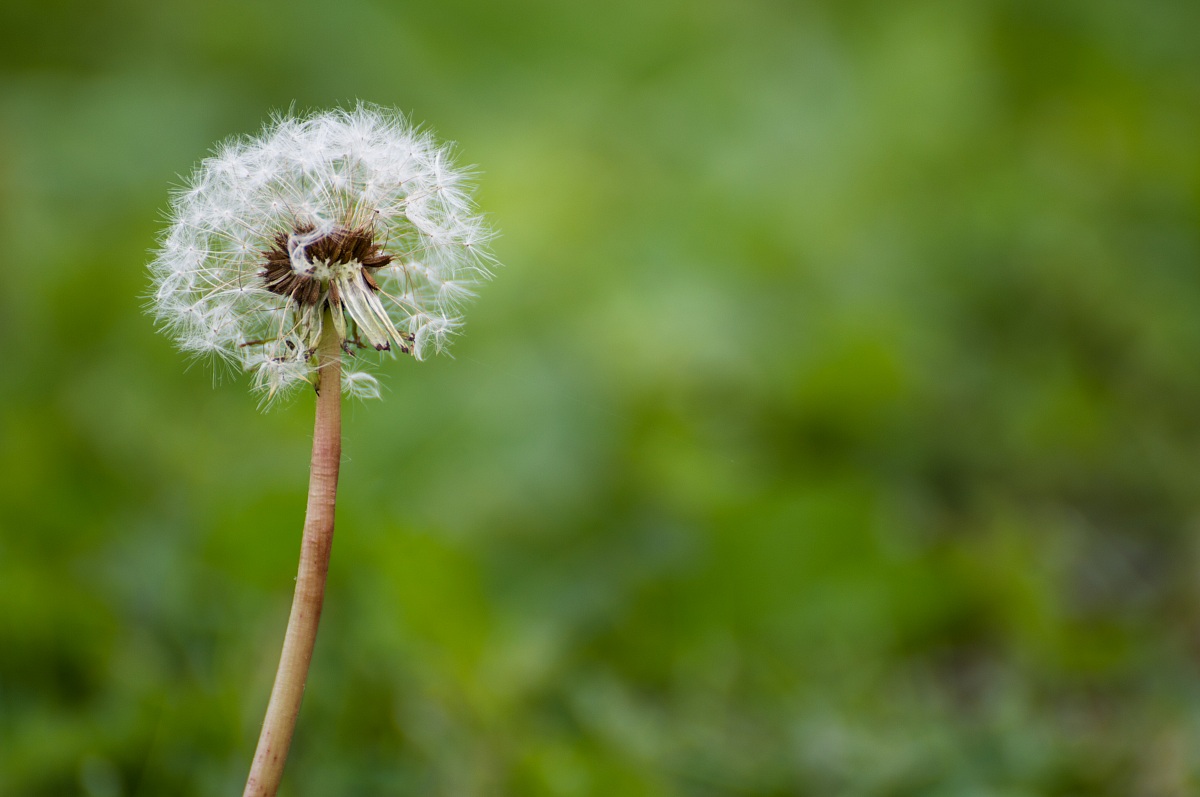 Dandelion