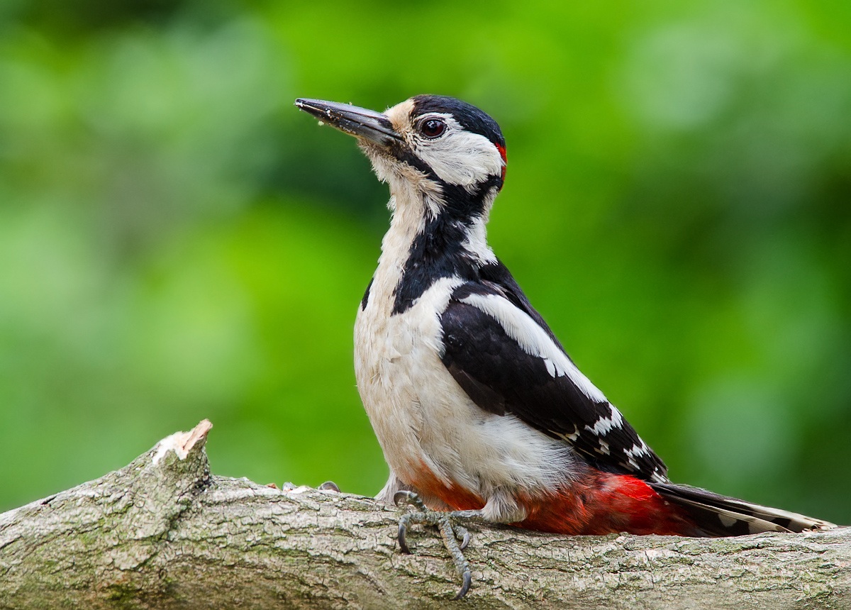 picchio rosso maggiore