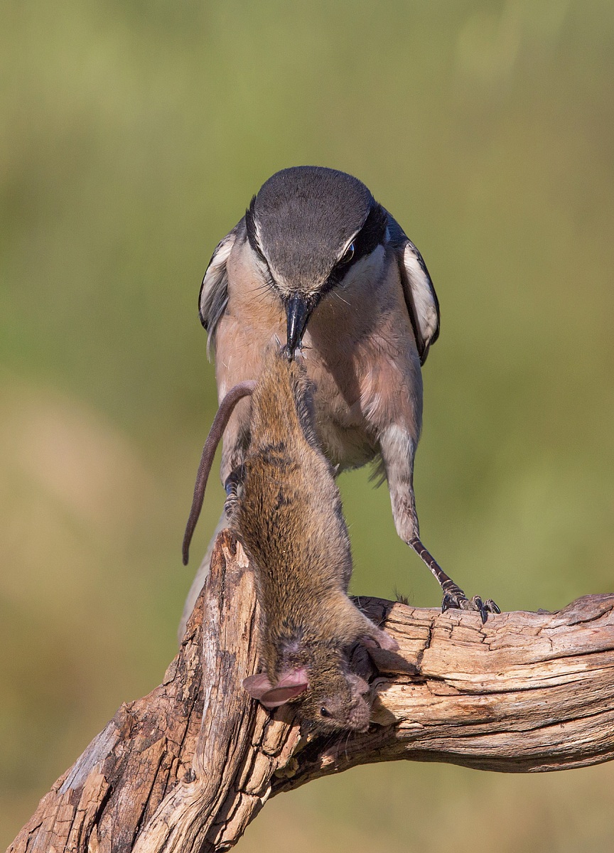 averla maggiore meridionale