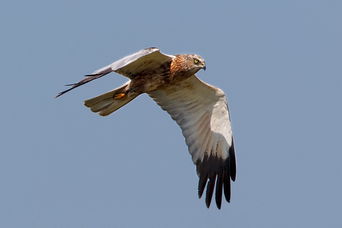 Marsh Harrier