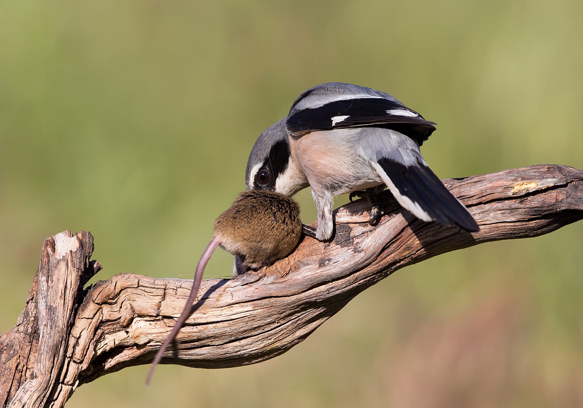 averla maggiore meridionale