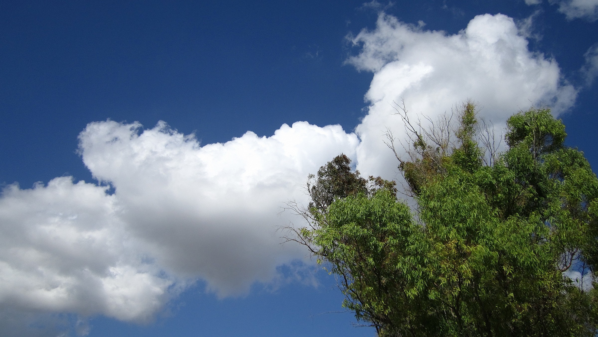 Con le fronde protese verso il cielo...