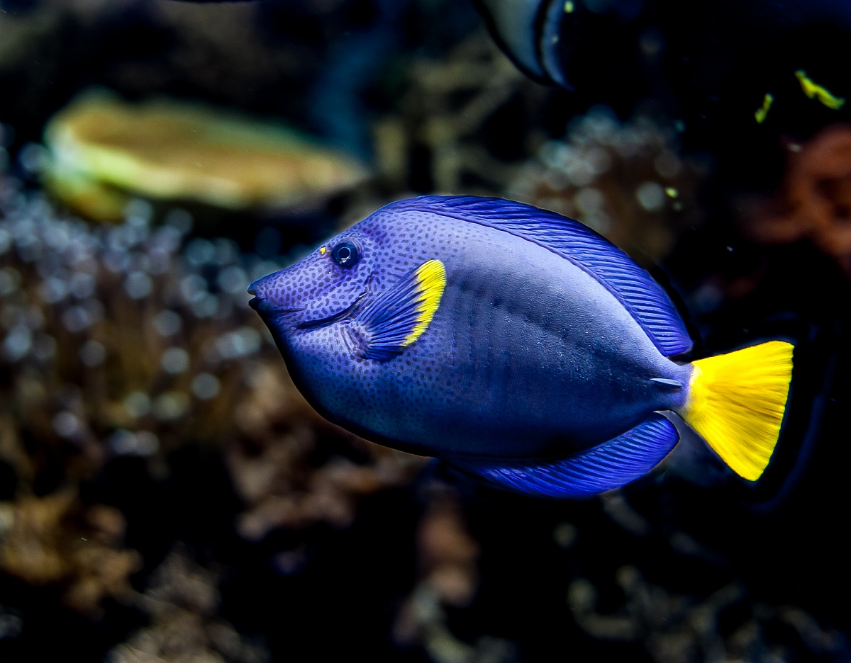 Dory